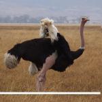 Ostrich at Ngordoto