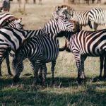 Zebras Abound